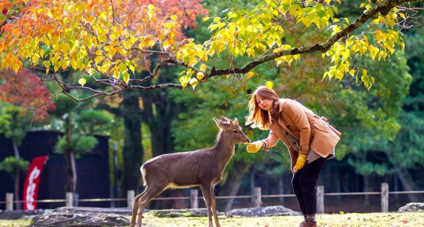 Antalya Çıkışlı Sömestr Özel Japonya & Kore Turu Tüm Turlar Dahil