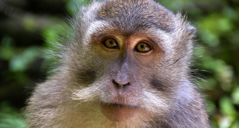 Bali Turu: Ubud’un Büyüsü