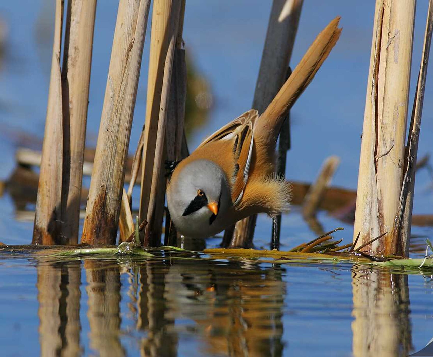 KAPADOKYA KAPUZBAŞI ŞELALELERİ SULTAN SAZLIĞI