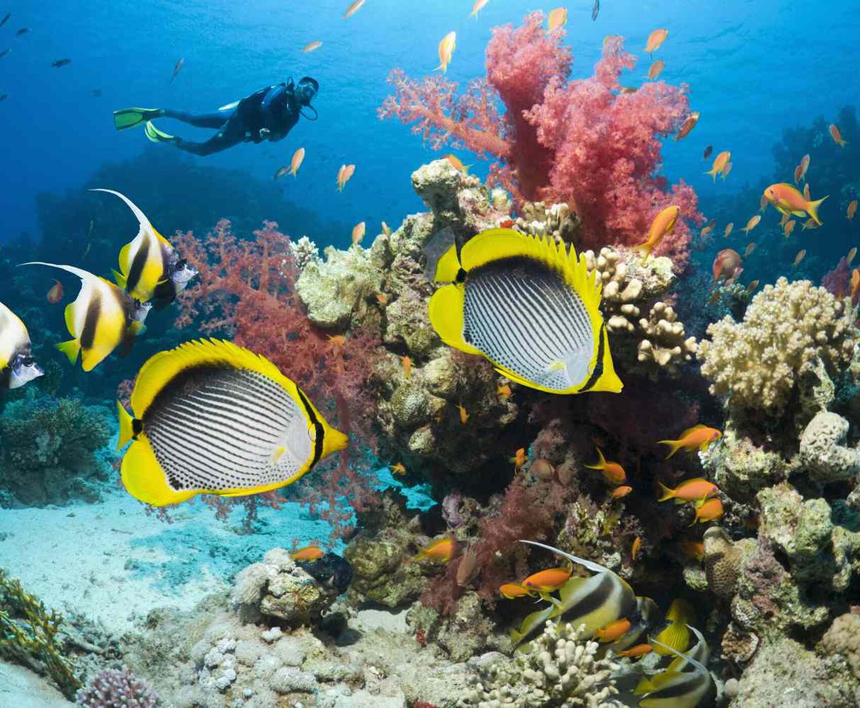 ANKARA ÇIKIŞLI HERŞEY DAHİL MISIR - KAHİRE & PİRAMİTLER & İSKENDERİYE & SHARM EL SHEİKH